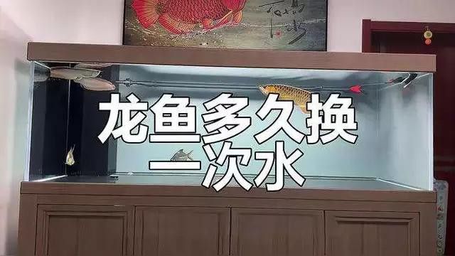 如何預防龍魚爛鱗病？