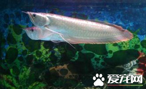 如何喂養(yǎng)龍魚苗長得快些：如何喂養(yǎng)龍魚苗以使其生長得更快以下是根據(jù)搜索結果得出的一些建議