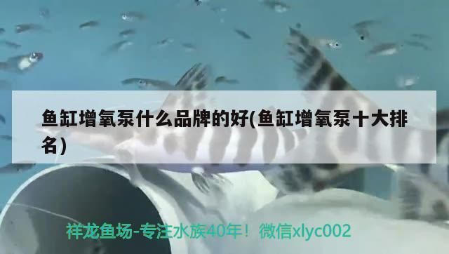 雷龍魚(yú)苗飼料配方大全：自制雷龍魚(yú)飼料食譜分享高質(zhì)量觀賞魚(yú)飼料品牌推薦