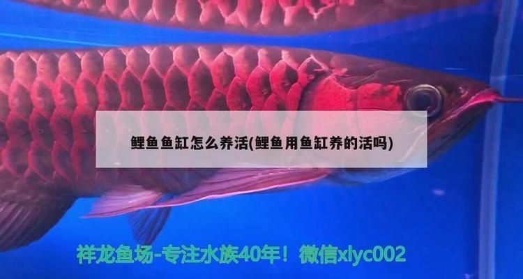 雷龍魚(yú)苗飼料配方大全：自制雷龍魚(yú)飼料食譜分享高質(zhì)量觀賞魚(yú)飼料品牌推薦