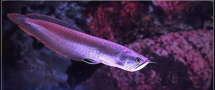 什么樣的銀龍魚品質好