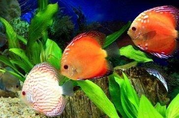 龍魚養幾條比較好養活：養龍魚時，選擇多少條比較好養活