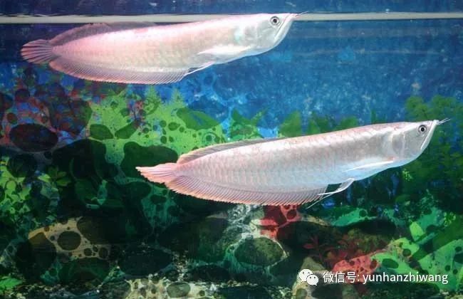 銀龍魚苗水溫多少合適喂食物