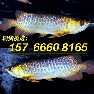 南充巿金龍魚幼苗批發市場（南充巿金龍魚幼苗市場）