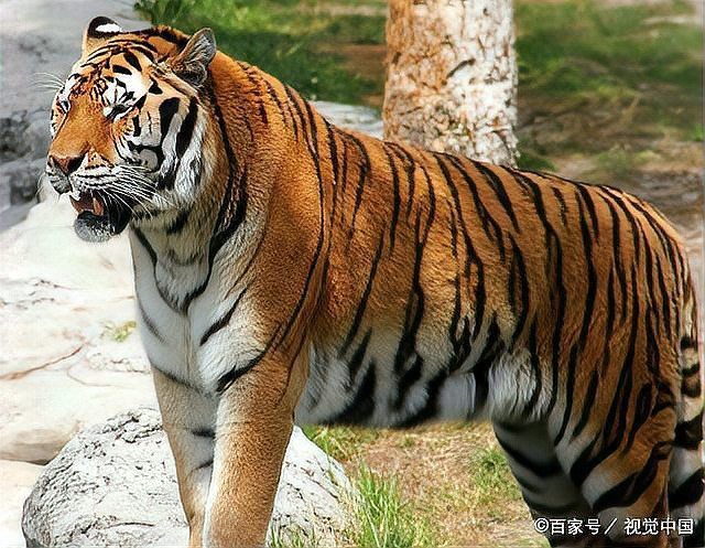 老虎暗示哪位仙家呢