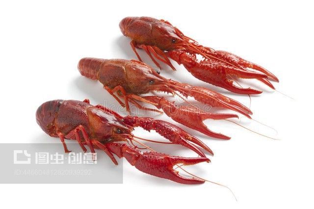 龍魚為什么叫龍蝦魚：龍蝦為什么被稱為“龍”？