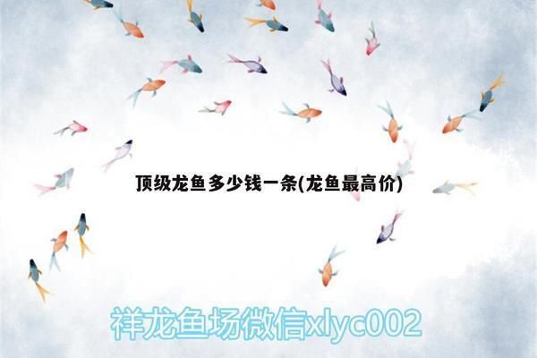 頂級龍魚多少錢一條啊：頂級金龍魚的價格是多少？