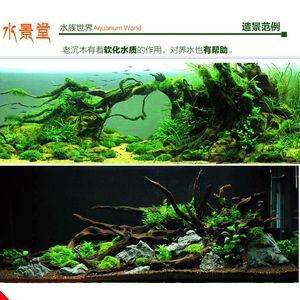 龍魚(yú)沉木造景位置：沉木在龍魚(yú)缸中的造景位置