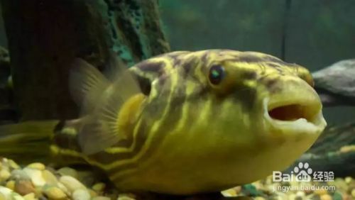 斑馬狗頭魚繁殖缸布置要點：斑馬狗頭魚的繁殖缸布置