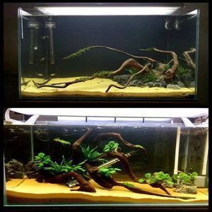 斑馬狗頭魚繁殖缸布置要點：斑馬狗頭魚的繁殖缸布置