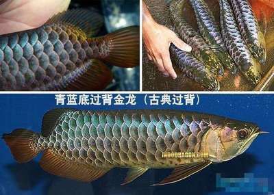 紅龍魚(yú)的眼睛長(zhǎng)了白斑怎么回事圖片大全（紅龍魚(yú)的眼睛長(zhǎng)了白斑怎么回事圖片大全圖解）
