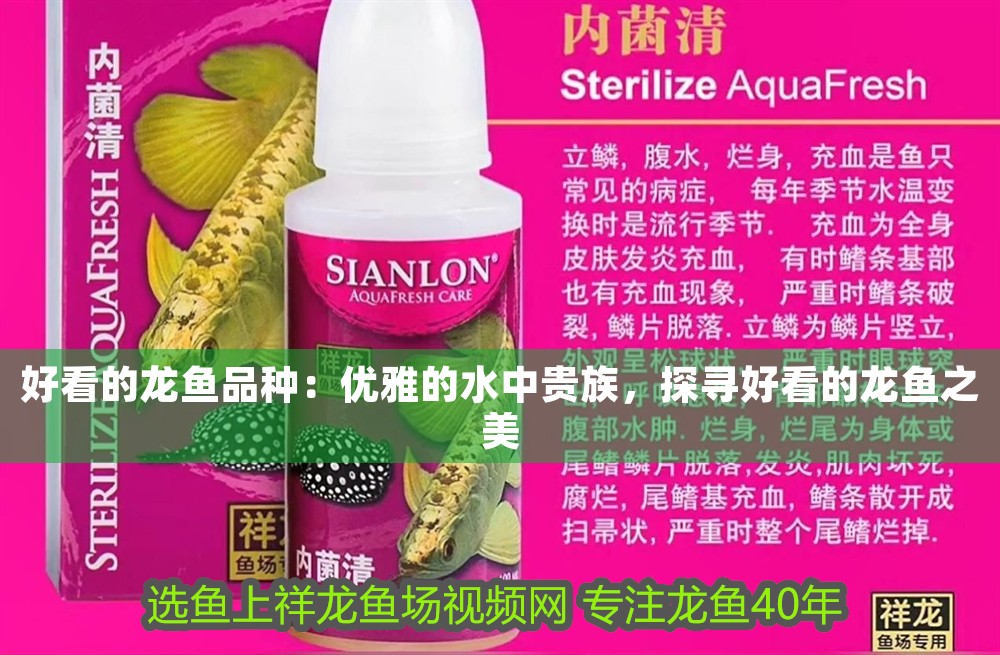 好看的龍魚(yú)品種：優(yōu)雅的水中貴族，探尋好看的龍魚(yú)之美