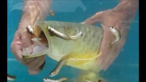 龍魚把嘴撞壞了：當龍魚的嘴巴撞壞了，處理方法會根據具體情況及相應的處理建議