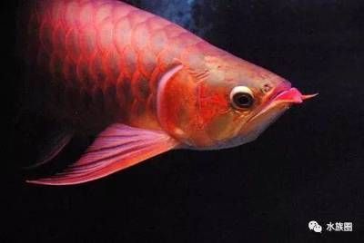 龍魚起源于哪里（龍魚的起源地主要集中在東南亞地區）