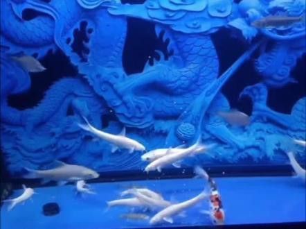 紅眼白子招財龍成魚期可以喂什么食物？