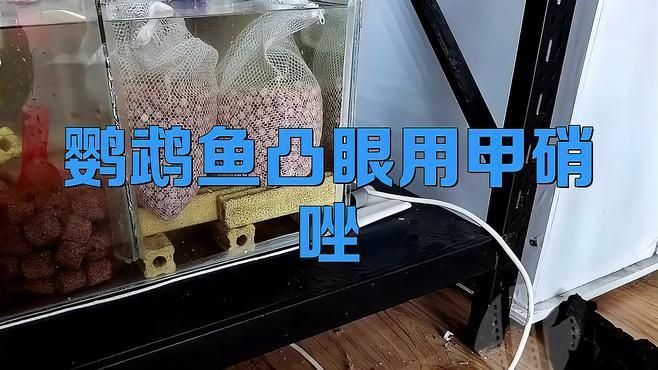 哪種方法治療觀賞魚突眼最有效？