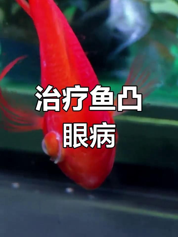 哪種方法治療觀賞魚突眼最有效？