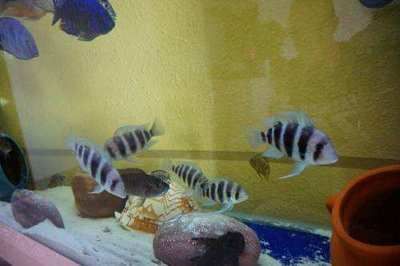做生意養龍魚和虎魚哪個好（養殖龍魚和虎魚之前需要了解這兩種魚的特點和養殖難度）
