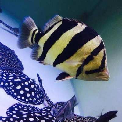 做生意養龍魚和虎魚哪個好（養殖龍魚和虎魚之前需要了解這兩種魚的特點和養殖難度）