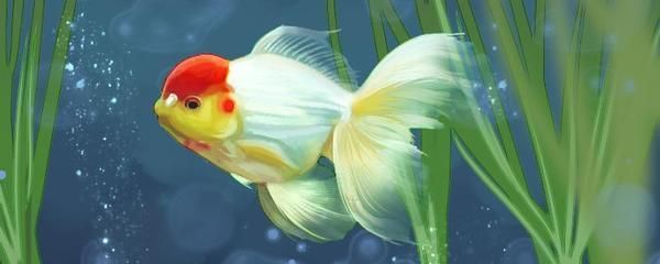 龍魚原產地生活環境怎么樣：龍魚原產地的生活環境怎么樣，
