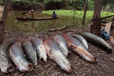 龍魚原產地生活環境怎么樣：龍魚原產地的生活環境怎么樣，