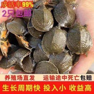 龍魚吃甲魚苗幾天能消化：龍魚吃甲魚苗的消化時間取決于多種因素 龍魚吃甲魚苗幾天能消化：龍魚吃甲魚苗的消化時間取決于多種因素 龍魚百科 第2張