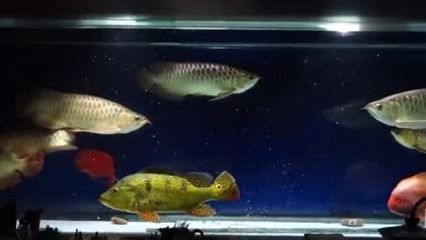 金龍魚眼睛都是紅色的嗎怎么回事：關于金龍魚眼睛顏色的問題