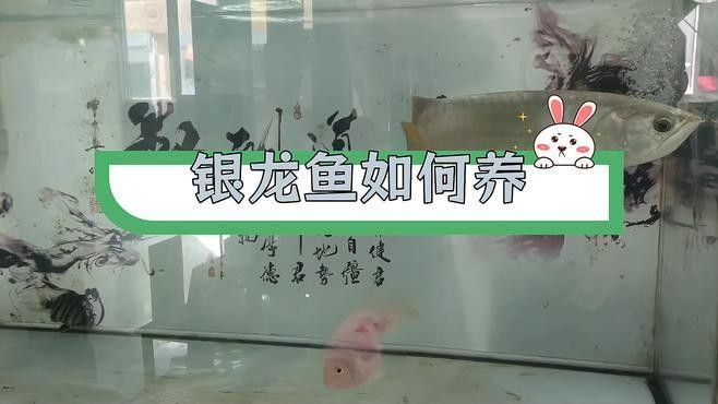 銀龍魚老是在魚缸底下游