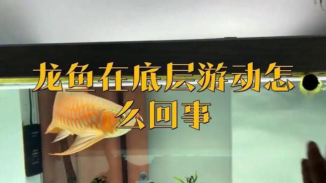 銀龍魚老是在魚缸底下游