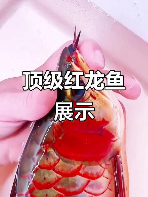 贊美紅龍魚經(jīng)典語錄圖片