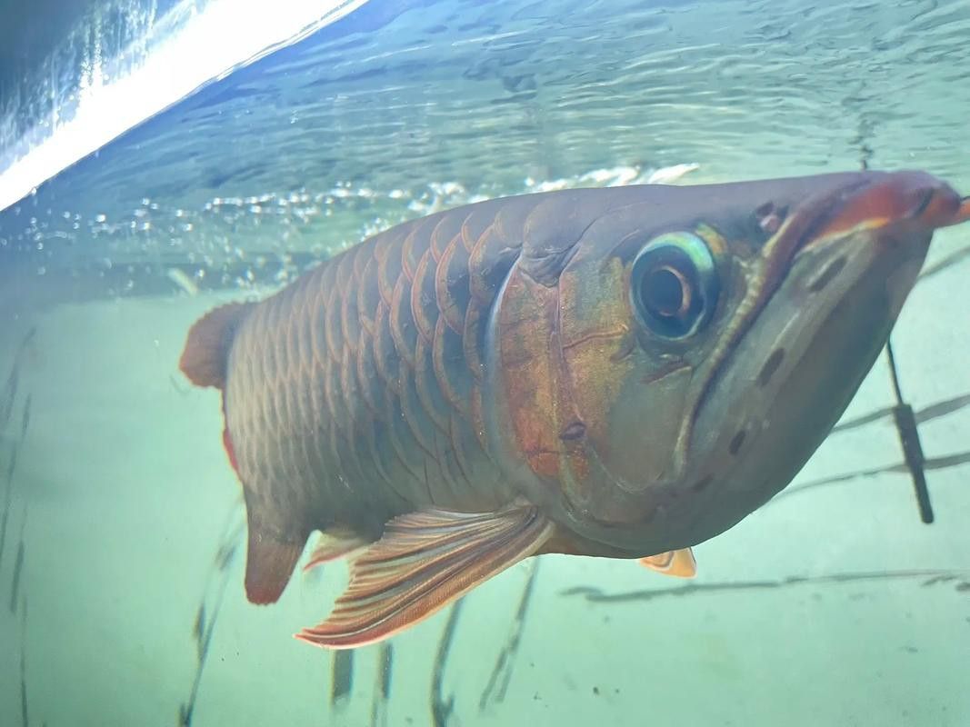 贊美紅龍魚經(jīng)典語錄圖片