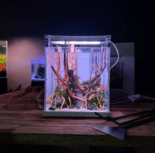 歐波龍魚缸