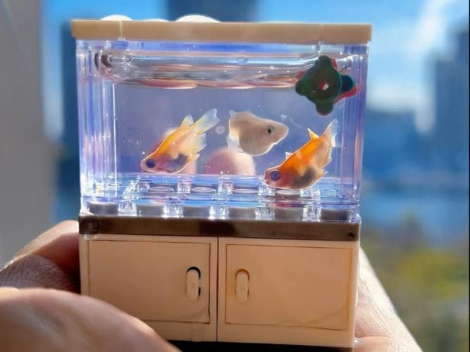 歐波龍魚缸