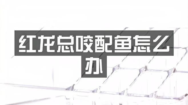 如何減少紅龍魚的攻擊性？