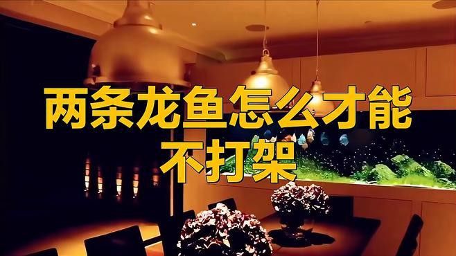 如何減少紅龍魚的攻擊性？