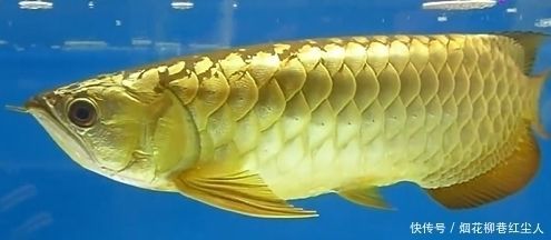金龍魚兇不兇怎么看出來：金龍魚兇不兇怎么看出來呢