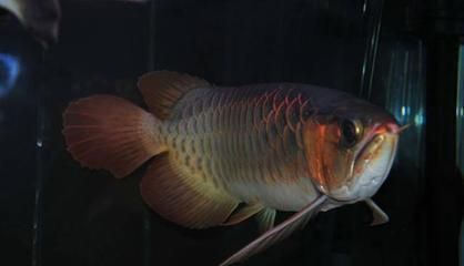 龍魚哪種最貴？：比金龍魚還名貴的龍魚是什么魚？