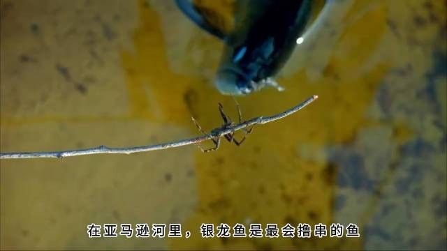 銀龍魚是哪個國家的
