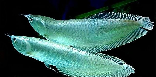 銀龍魚是哪個國家的