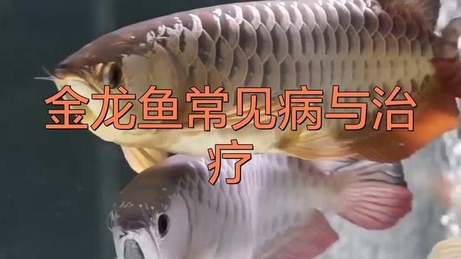 龍魚松鱗病復發后如何急救？