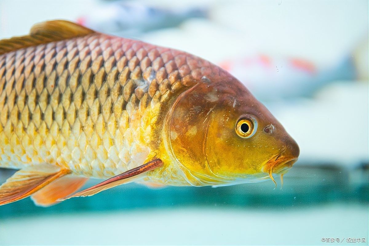 龍魚松鱗病復發后如何急救？