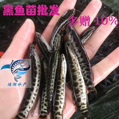 眼斑魚批發：阿里巴巴1688網站上的眼斑魚批發