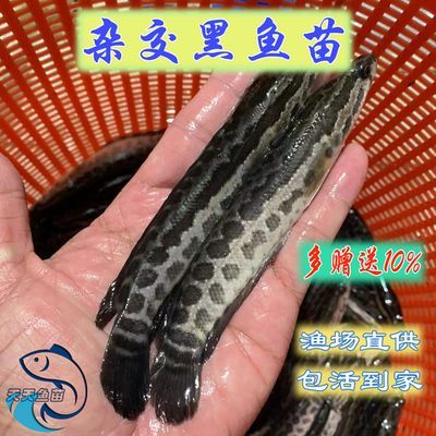 眼斑魚批發：阿里巴巴1688網站上的眼斑魚批發