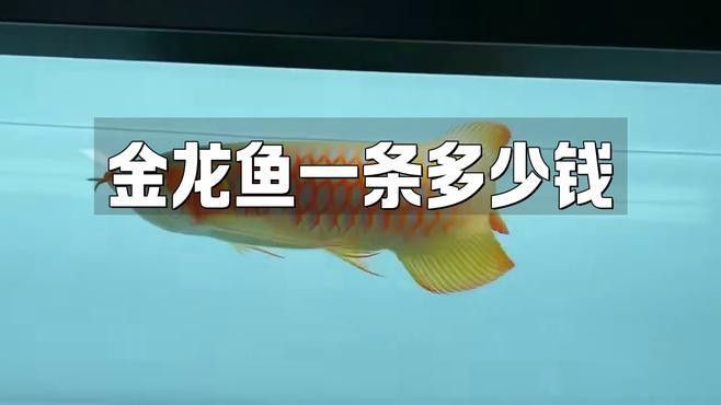 不同年齡段金龍魚的價格差異大嗎？