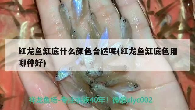 紅龍魚缸底用什么顏色，如何搭配紅龍魚缸底顏色提升觀賞性