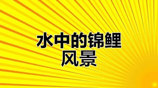 錦鯉視頻
