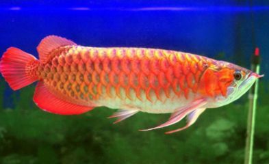 價值百萬的金龍魚是什么品種的（價值百萬的金龍魚是什么品種？）