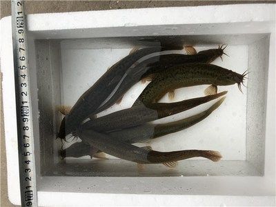 龍魚吃活泥鰍好不好：龍魚吃活泥鰍好不好，飼養者應該根據實際情況處理