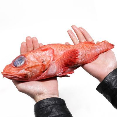 紅龍魚是海魚嗎（紅龍魚是一種淡水魚而不是海魚而不是海魚，而不是海魚）