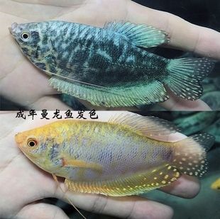 黃曼龍魚和藍曼龍魚可以配對嗎：黃曼龍魚和藍曼龍魚可以配對繁殖嗎 黃曼龍魚和藍曼龍魚可以配對嗎：黃曼龍魚和藍曼龍魚可以配對繁殖嗎 龍魚百科 第2張